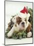 Bulldog Wearing Santa Claus Hat-Larry Williams-Mounted Photographic Print