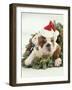 Bulldog Wearing Santa Claus Hat-Larry Williams-Framed Photographic Print