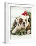 Bulldog Wearing Santa Claus Hat-Larry Williams-Framed Photographic Print