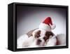 Bulldog Wearing Santa Hat-Larry Williams-Framed Stretched Canvas