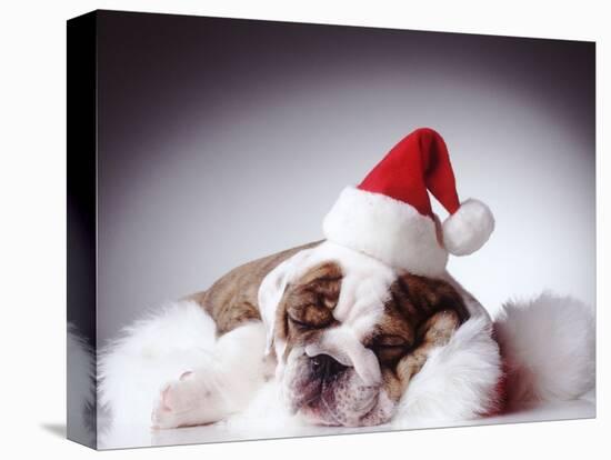 Bulldog Wearing Santa Hat-Larry Williams-Stretched Canvas