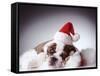 Bulldog Wearing Santa Hat-Larry Williams-Framed Stretched Canvas