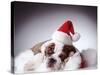 Bulldog Wearing Santa Hat-Larry Williams-Stretched Canvas