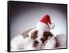 Bulldog Wearing Santa Hat-Larry Williams-Framed Stretched Canvas