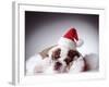 Bulldog Wearing Santa Hat-Larry Williams-Framed Photographic Print