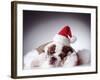 Bulldog Wearing Santa Hat-Larry Williams-Framed Photographic Print