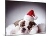 Bulldog Wearing Santa Hat-Larry Williams-Mounted Photographic Print