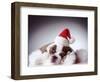 Bulldog Wearing Santa Hat-Larry Williams-Framed Photographic Print