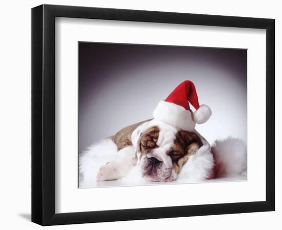 Bulldog Wearing Santa Hat-Larry Williams-Framed Photographic Print