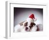 Bulldog Wearing Santa Hat-Larry Williams-Framed Photographic Print