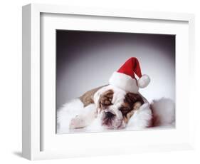 Bulldog Wearing Santa Hat-Larry Williams-Framed Photographic Print