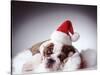 Bulldog Wearing Santa Hat-Larry Williams-Stretched Canvas