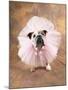 Bulldog Wearing Tutu-Peter M. Fisher-Mounted Photographic Print