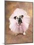 Bulldog Wearing Tutu-Peter M. Fisher-Mounted Photographic Print