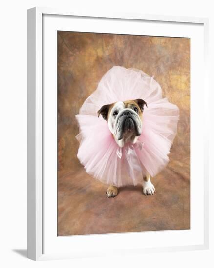 Bulldog Wearing Tutu-Peter M. Fisher-Framed Photographic Print