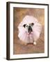 Bulldog Wearing Tutu-Peter M. Fisher-Framed Photographic Print