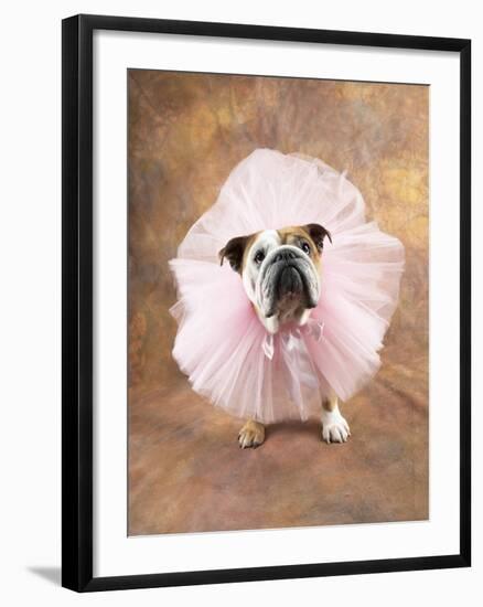 Bulldog Wearing Tutu-Peter M. Fisher-Framed Photographic Print