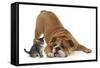 Bulldog with a Tabby Kitten, Fosset, 6 Weeks-Mark Taylor-Framed Stretched Canvas