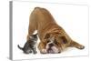Bulldog with a Tabby Kitten, Fosset, 6 Weeks-Mark Taylor-Stretched Canvas