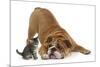 Bulldog with a Tabby Kitten, Fosset, 6 Weeks-Mark Taylor-Mounted Photographic Print