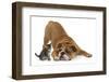 Bulldog with a Tabby Kitten, Fosset, 6 Weeks-Mark Taylor-Framed Photographic Print