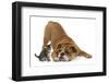 Bulldog with a Tabby Kitten, Fosset, 6 Weeks-Mark Taylor-Framed Photographic Print