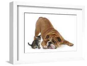 Bulldog with a Tabby Kitten, Fosset, 6 Weeks-Mark Taylor-Framed Photographic Print