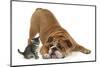 Bulldog with a Tabby Kitten, Fosset, 6 Weeks-Mark Taylor-Mounted Photographic Print