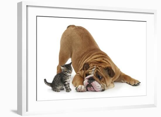 Bulldog with a Tabby Kitten, Fosset, 6 Weeks-Mark Taylor-Framed Photographic Print