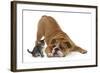 Bulldog with a Tabby Kitten, Fosset, 6 Weeks-Mark Taylor-Framed Photographic Print