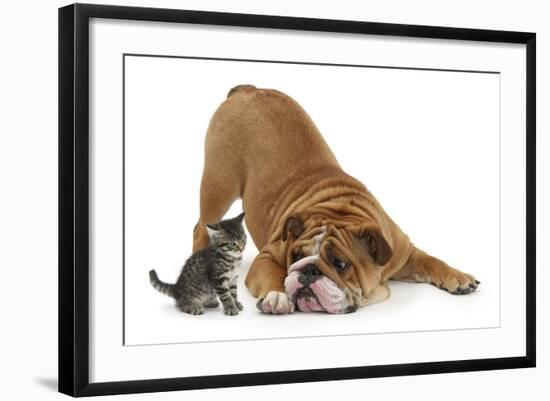 Bulldog with a Tabby Kitten, Fosset, 6 Weeks-Mark Taylor-Framed Photographic Print