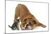 Bulldog with a Tabby Kitten, Fosset, 6 Weeks-Mark Taylor-Mounted Photographic Print