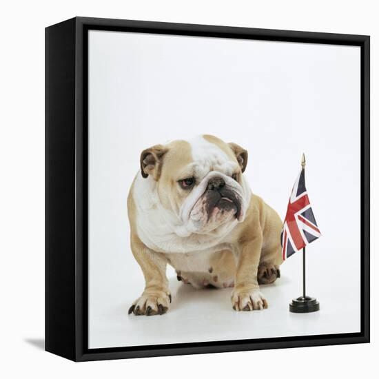 Bulldog with British Union Jack Flag-null-Framed Stretched Canvas