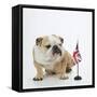 Bulldog with British Union Jack Flag-null-Framed Stretched Canvas