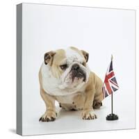 Bulldog with British Union Jack Flag-null-Stretched Canvas