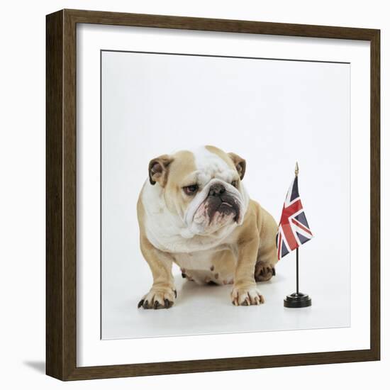 Bulldog with British Union Jack Flag-null-Framed Photographic Print