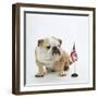 Bulldog with British Union Jack Flag-null-Framed Photographic Print