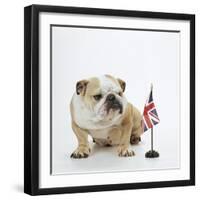 Bulldog with British Union Jack Flag-null-Framed Photographic Print