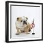 Bulldog with British Union Jack Flag-null-Framed Photographic Print