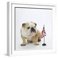 Bulldog with British Union Jack Flag-null-Framed Photographic Print