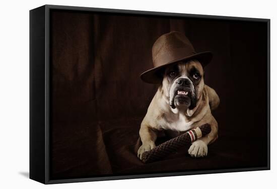 Bulldog With Hat And Cigar-feeferlump-Framed Stretched Canvas