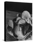 Bulldog with White Mouse Sitting on Head-Gjon Mili-Stretched Canvas