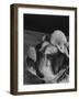 Bulldog with White Mouse Sitting on Head-Gjon Mili-Framed Photographic Print