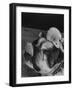 Bulldog with White Mouse Sitting on Head-Gjon Mili-Framed Photographic Print