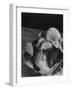 Bulldog with White Mouse Sitting on Head-Gjon Mili-Framed Photographic Print