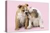 Bulldog X2 Puppies-null-Stretched Canvas