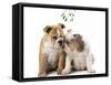 Bulldog X2 Puppies-null-Framed Stretched Canvas