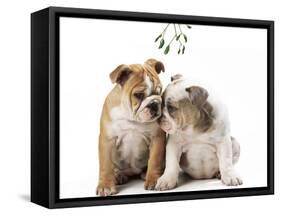 Bulldog X2 Puppies-null-Framed Stretched Canvas