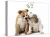 Bulldog X2 Puppies-null-Stretched Canvas