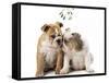 Bulldog X2 Puppies-null-Framed Stretched Canvas